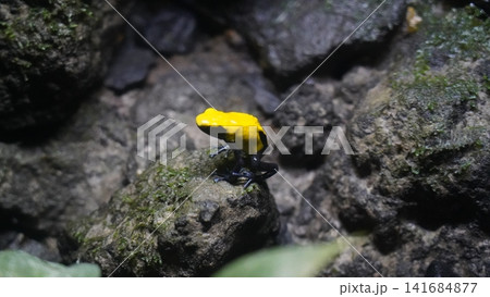 Bright Yellow Dyeing Poison Frog on Mossy Rock Bright Yellow Dyeing Poison Frog on Mossy Rock 141684877