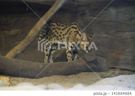 Serval Cat Portrait Spotted Wildcat in Captivity 141684884