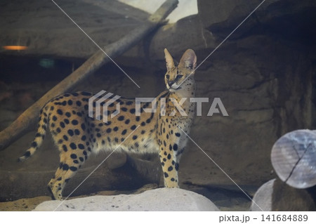 Elegant Serval Cat Portrait in Natural Habitat Setting 141684889