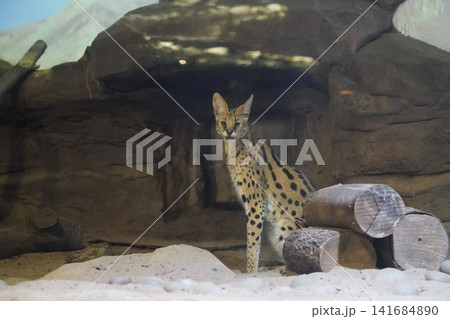 Serval Cat Portrait Wildlife Photography Serval Cat Portrait Wildlife Photography 141684890