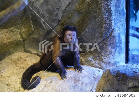 Brown Capuchin Monkey Sitting Near Rocks Portrait Brown Capuchin Monkey Sitting Near Rocks Portrait 141684905