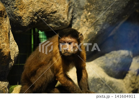 Close Up of a Brown Tufted Capuchin Monkey Close Up of a Brown Tufted Capuchin Monkey 141684911