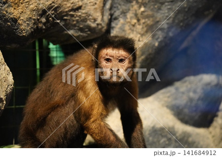 Captive Brown Capuchin Monkey Portrait Close Up Captive Brown Capuchin Monkey Portrait Close Up 141684912