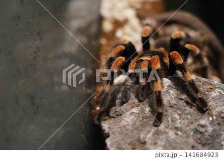 Mexican Red Knee Tarantula Close Up Portrait Photography 141684923