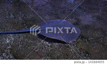 Blue Spotted Stingray Swimming Underwater Marine Life 141684935