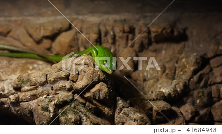 Emerald Tree Skink on Rocky Ledge Close Up View 141684938