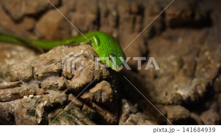 Emerald Tree Skink on Rocky Ledge Close Up View Emerald Tree Skink on Rocky Ledge Close Up View 141684939