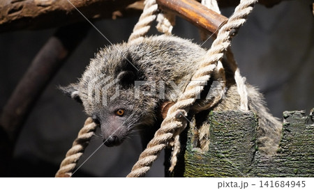 Adorable Binturong Resting on Ropes Close Up Portrait Adorable Binturong Resting on Ropes Close Up Portrait 141684945