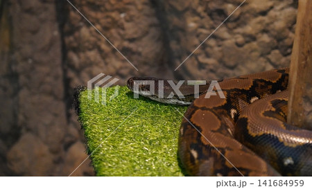 Reticulated Python Portrait Reptile Photography Reticulated Python Portrait Reptile Photography 141684959