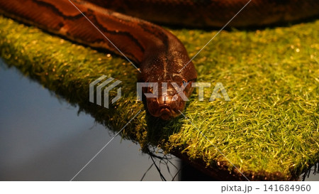 Close Up Portrait of an Asian Water Python Close Up Portrait of an Asian Water Python 141684960