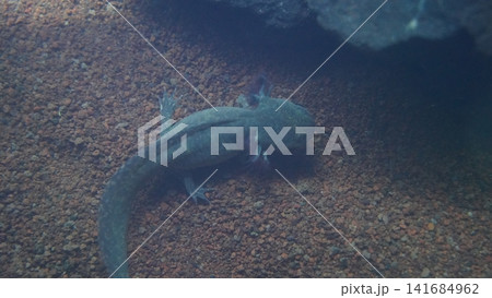 Axolotl Underwater Photography Ambystoma Mexicanum Axolotl Underwater Photography Ambystoma Mexicanum 141684962