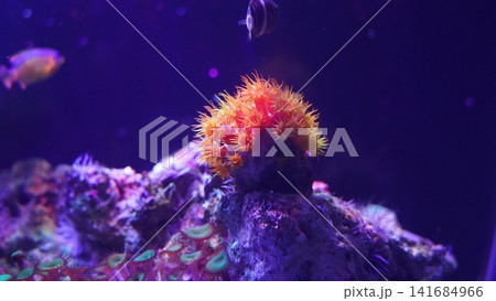 Orange Sun Coral and Fish in a Marine Aquarium Orange Sun Coral and Fish in a Marine Aquarium 141684966