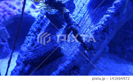 Bargibanti Pygmy Seahorse Underwater Photography Bargibanti Pygmy Seahorse Underwater Photography 141684972