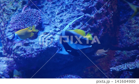 Aquarium Fish Butterflyfish Foxface Rabbitfish Aquarium Fish Butterflyfish Foxface Rabbitfish 141684980