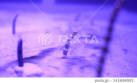 Splendid Garden Eel in Purple Light Underwater View Splendid Garden Eel in Purple Light Underwater View 141684985