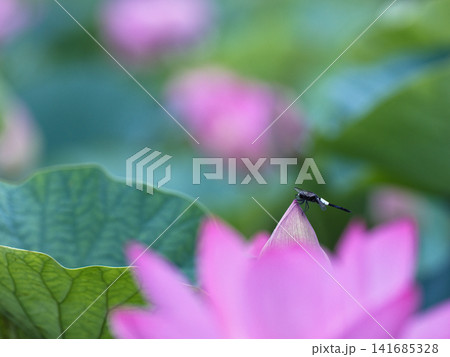 蓮の花に止まるトンボ 蓮の花に止まるトンボ 141685328