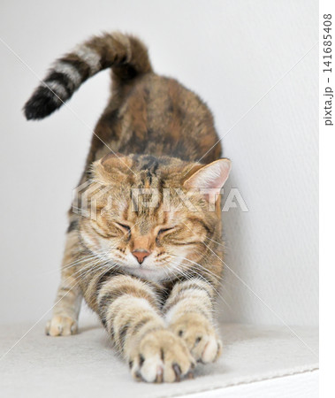 伸びをする猫のポーズ　アメリカンショートヘア　ブラウンパッチドタビー 141685408