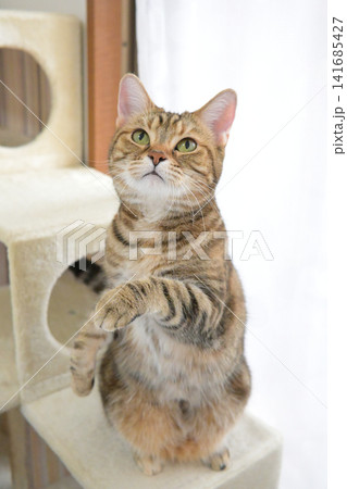 ねこのいる窓際の風景 141685427