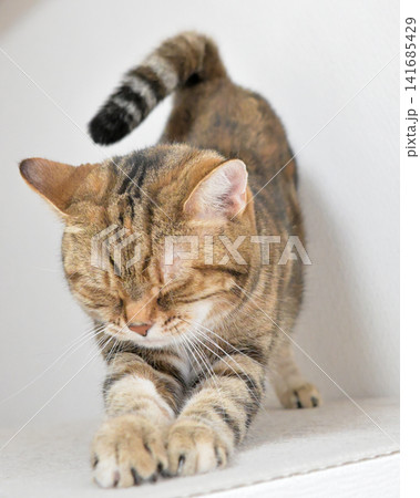伸びをする猫のポーズ アメリカンショートヘア ブラウンパッチドタビー 伸びをする猫のポーズ アメリカンショートヘア ブラウンパッチドタビー 141685429