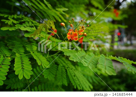 Vibrant Peacock Flower Blooms in Lush Greenery 141685444