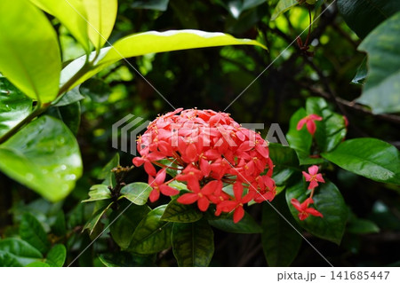 Vibrant Red Ixora Flowers Blooming in Lush Green Garden Vibrant Red Ixora Flowers Blooming in Lush Green Garden 141685447