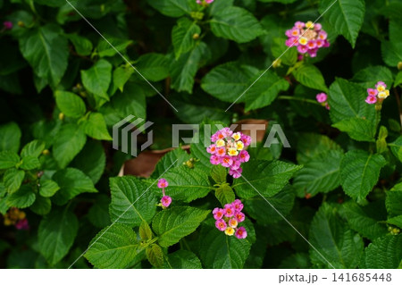 Vibrant Lantana Flowers Blooming in Green Garden Vibrant Lantana Flowers Blooming in Green Garden 141685448