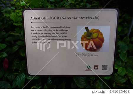 Asam Gelugor Garcinia atroviridis Sour Fruit Asam Gelugor Garcinia atroviridis Sour Fruit 141685468