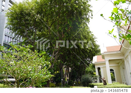 Lush Samanea saman trees lining a vibrant urban street Lush Samanea saman trees lining a vibrant urban street 141685478
