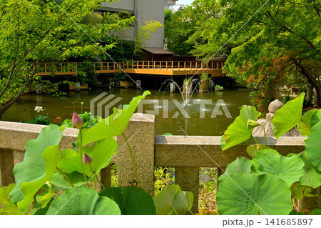 神戸・生田神社 生田の池 神戸・生田神社 生田の池 141685897