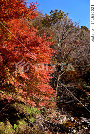 紅葉が美しい赤西渓谷の風景 紅葉が美しい赤西渓谷の風景 141686021
