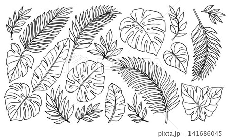 Hand Drawn Tropical Leaves Line Art Botanical Collection Illustration Hand Drawn Tropical Leaves Line Art Botanical Collection Illustration 141686045