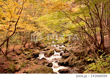 紅葉が美しい赤西渓谷の風景 紅葉が美しい赤西渓谷の風景 141686099