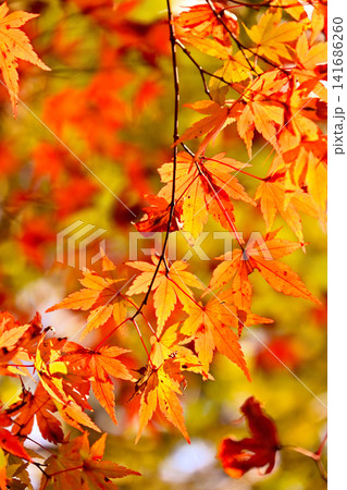 紅葉が美しい赤西渓谷の風景 紅葉が美しい赤西渓谷の風景 141686260