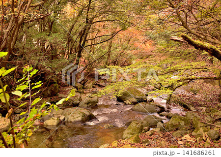 紅葉が美しい赤西渓谷の風景 141686261