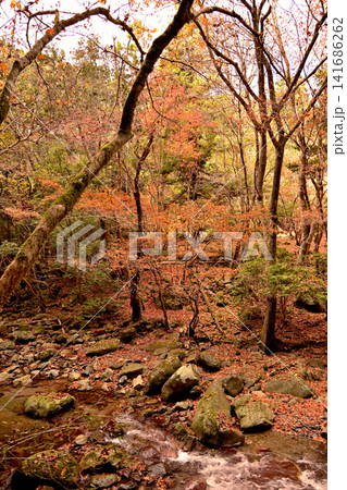 紅葉が美しい赤西渓谷の風景 紅葉が美しい赤西渓谷の風景 141686262