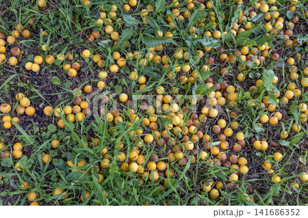 Ripened yellow mirabelle plums fallen on natural green grass ground Ripened yellow mirabelle plums fallen on natural green grass ground 141686352