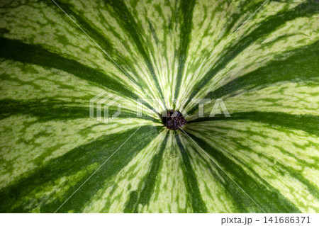Watermelon rind surface closeup with stem scar radial pattern 141686371