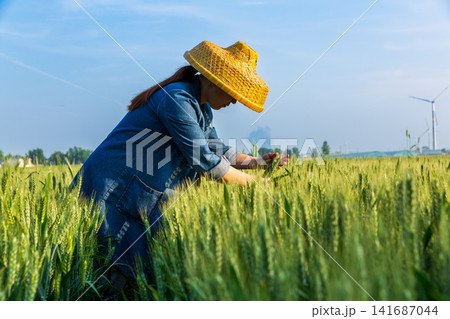 A farmer wearing a straw hat inspecting green wheat stalks in a sunny field. A farmer wearing a straw hat inspecting green wheat stalks in a sunny field. 141687044