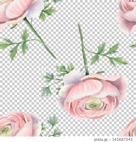 Seamless watercolor pattern of pink ranunculus flowers, green botanical leaves, isolated on white background. For romantic invitations, floral textile prints, herbal tea, cosmetic packaging, beauty 141687343