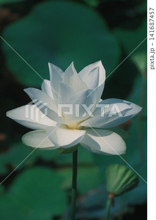白い蓮の花 白い蓮の花 141687457