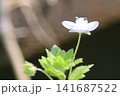 春の初めに咲き始める紫の小さい花はホトケノザ 141687522