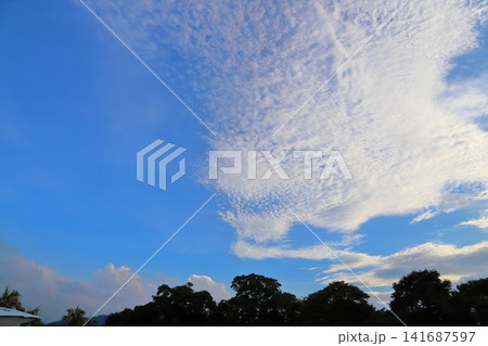 青空 雲 木 青空 雲 木 141687597