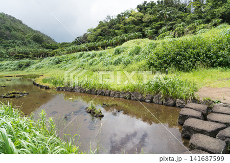 八丈島 ホタル 八丈島 ホタル 141687599