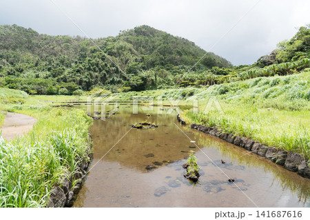 八丈島 ホタル 八丈島 ホタル 141687616