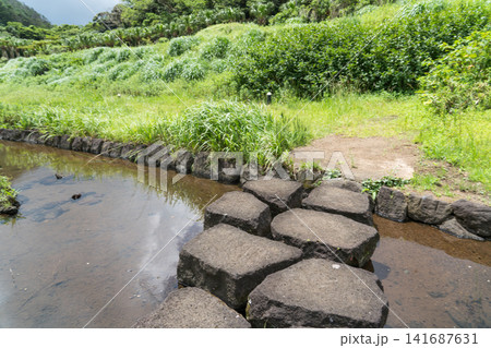 八丈島 ホタル 八丈島 ホタル 141687631