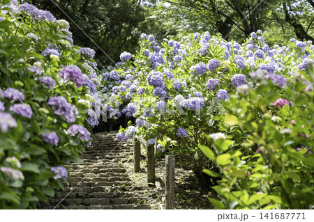 梅雨の晴れ間に咲く紫陽花 梅雨の晴れ間に咲く紫陽花 141687771