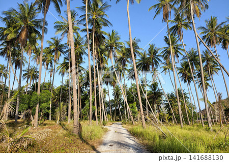 Road along Coconut farm against blue sky. Food plantation industry 141688130