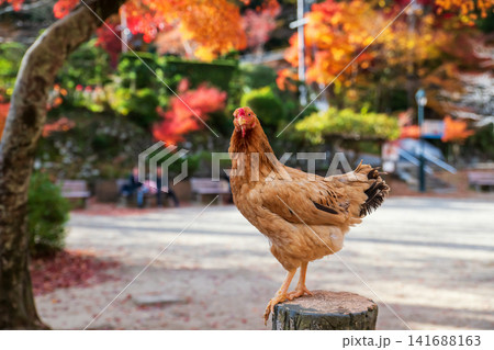 portrait of chicken with colorful autumn leaf at Minoh waterfall park portrait of chicken with colorful autumn leaf at Minoh waterfall park 141688163