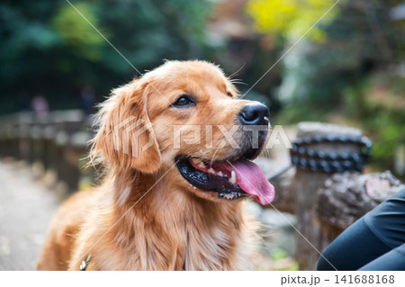 golden retriever dog look at owner at Minoh waterfall in fall, Osaka 141688168