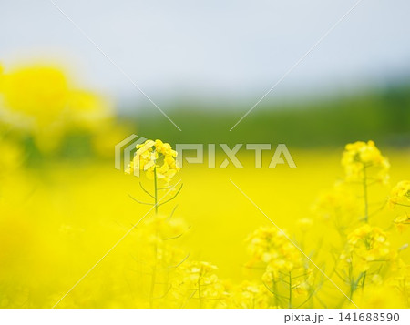 北海道の絶景 安平町の美しい 菜の花 北海道の絶景 安平町の美しい 菜の花 141688590